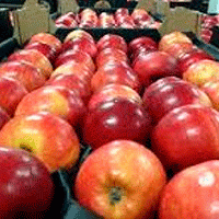 Производители соков в регионе закупают яблоки по 5 рублей за килограмм