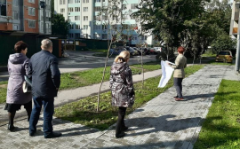 Мэрия Калининграда забраковала компенсационное озеленение, выполненное «Стройцентром»
