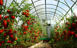 В Калининградской области вырос объём выращивания овощей закрытых грунтов