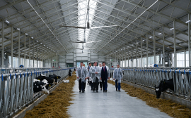 В Калининградской области запущен новый молочный комплекс «Каштановка»