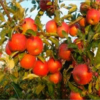 Калининградские фрукты и ягоды появятся на отечественном рынке в 2017 году
