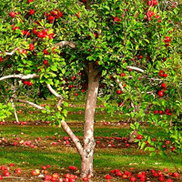 Испанские инвесторы планируют заложить яблоневый сад в Калининградском регионе