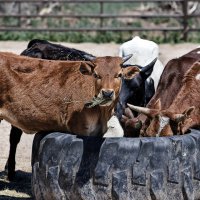 Калининградская область  готовится к отправке первой  в этом году партии племенного скота