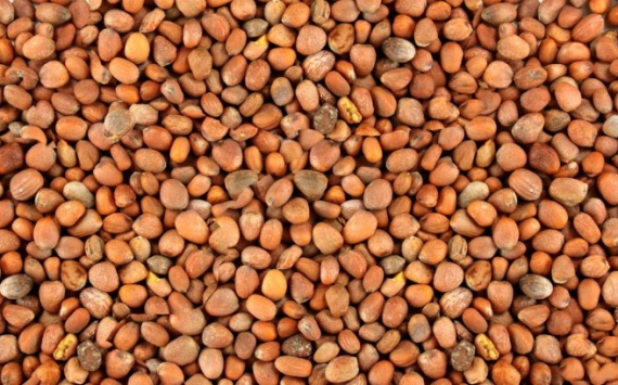 Калининградские поставщики впервые начали экспортировать семена масличной редьки