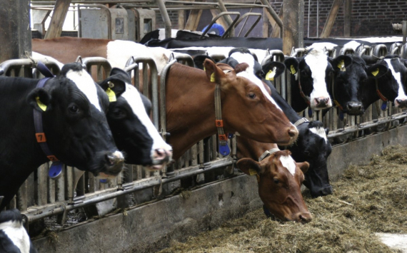 В Калининградской области увеличено производство молока и мяса
