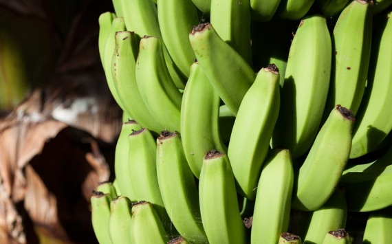 Калининградский рынок не отреагировал на общероссийский рост цен на бананы