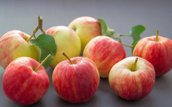 Сербия на 69% нарастила поставки яблок в Калининградскую область