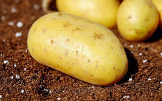 В Калининградской области в семеноводческий центр по производству картофеля вложат 170 млн рублей