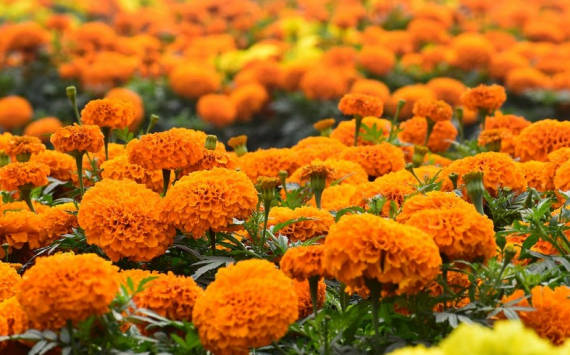 В Калининграде на высадку цветов направят 34 млн рублей