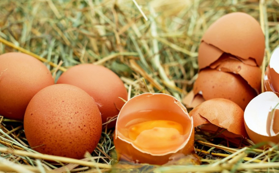 Алиханов сравнил цены на яйца в Калининграде и Польше