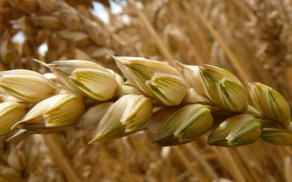 В Калининградской области на поддержку производителей зерна направили 256,5 млн рублей