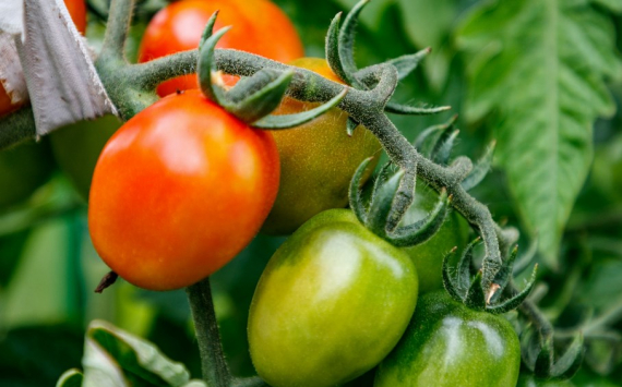 Власти Калининградской области объяснили высокие цены на помидоры