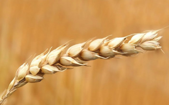 Песков заявил о невозможности вернуться к зерновой сделке