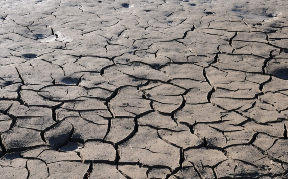 В Калининградской области ущерб от засухи превысил 322 млн рублей