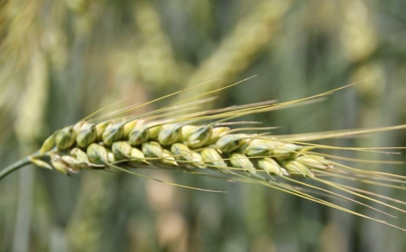 Калининградская область на 64% нарастила экспорт зерна