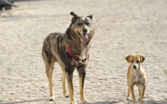 В Калининграде за 25 млн рублей оборудуют площадку для выгула собак