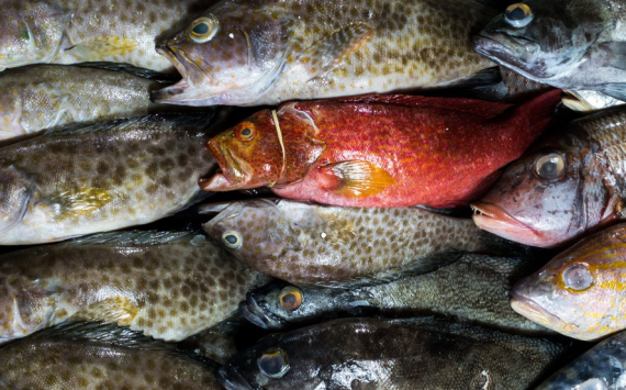 Калининградские компании на 2% увеличили объем вылова рыбы в Мировом океане