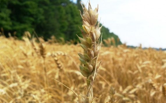 Калининградская область впервые отправила пшеницу на экспорт в Тунис