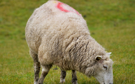 Под Багратионовском займутся выведением породы овец для прибалтийского климата