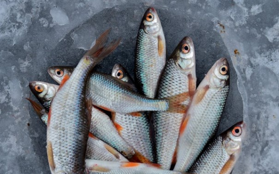 В Калининградской области рыбфлот пообещали поддержать льготным лизингом