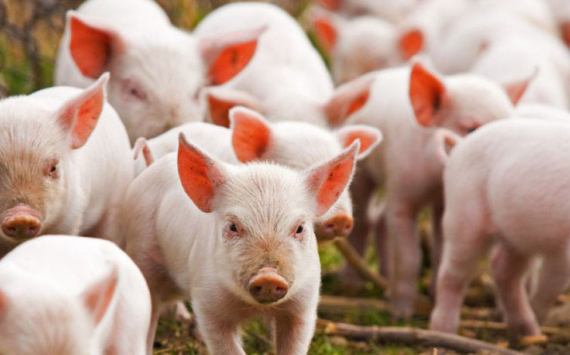 Калининградские фермеры получили 50 млн рублей компенсации за африканскую чуму свиней
