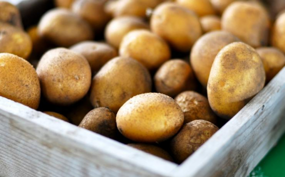 Калининградские аграрии получили от государства 52 млн рублей на картофельное семеноводство